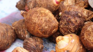 Taro tubers in the kitchen
