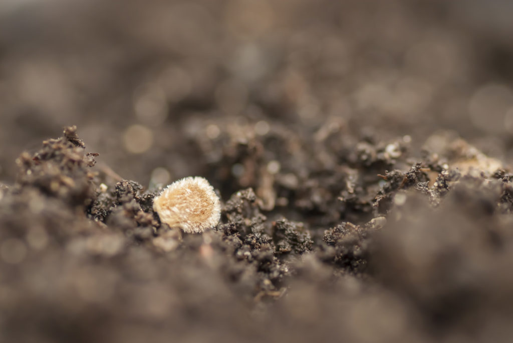 Tomato seed