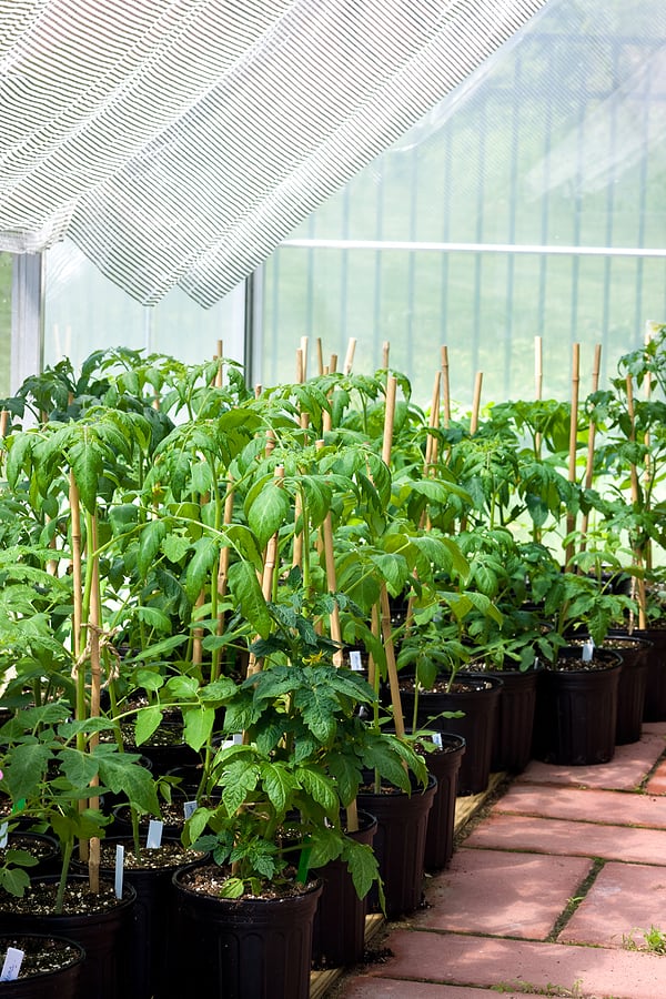 Tomatoes in greenhouse1