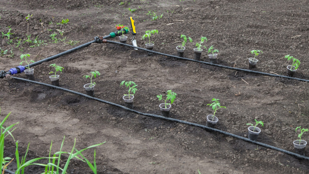 Tomato seedlings in garden