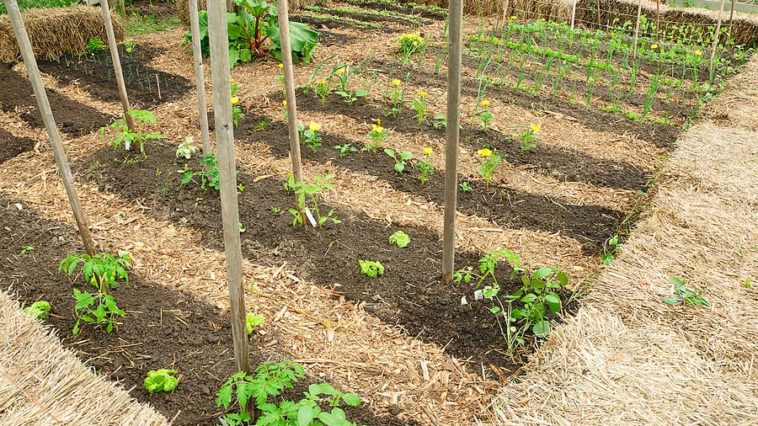 Intensive Planting in the Vegetable Garden - Harvest to Table