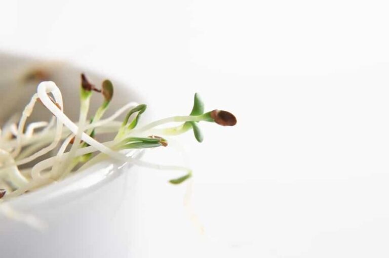 Sprouts alfalfa1