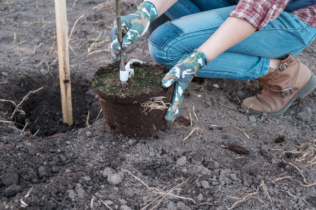 Planting bare root apple tree.