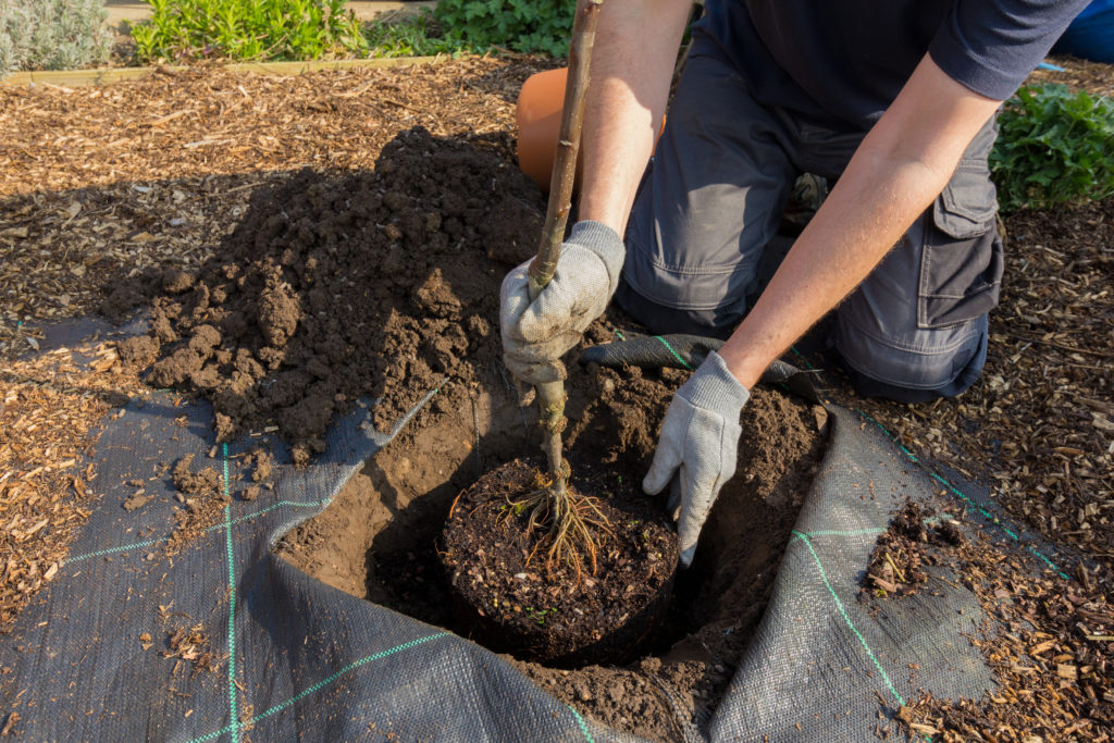 planting bare root tree