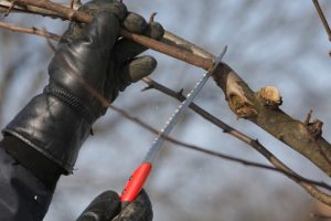 Pruning fruit tree Pruning fruit tree