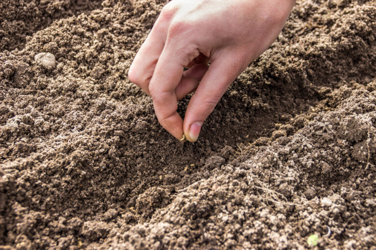 Sowing seed in the garden