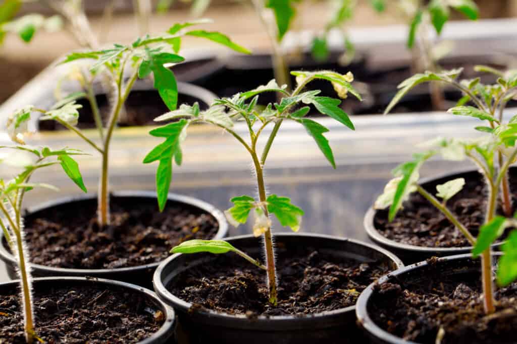 Tomato seedlings four weeks old