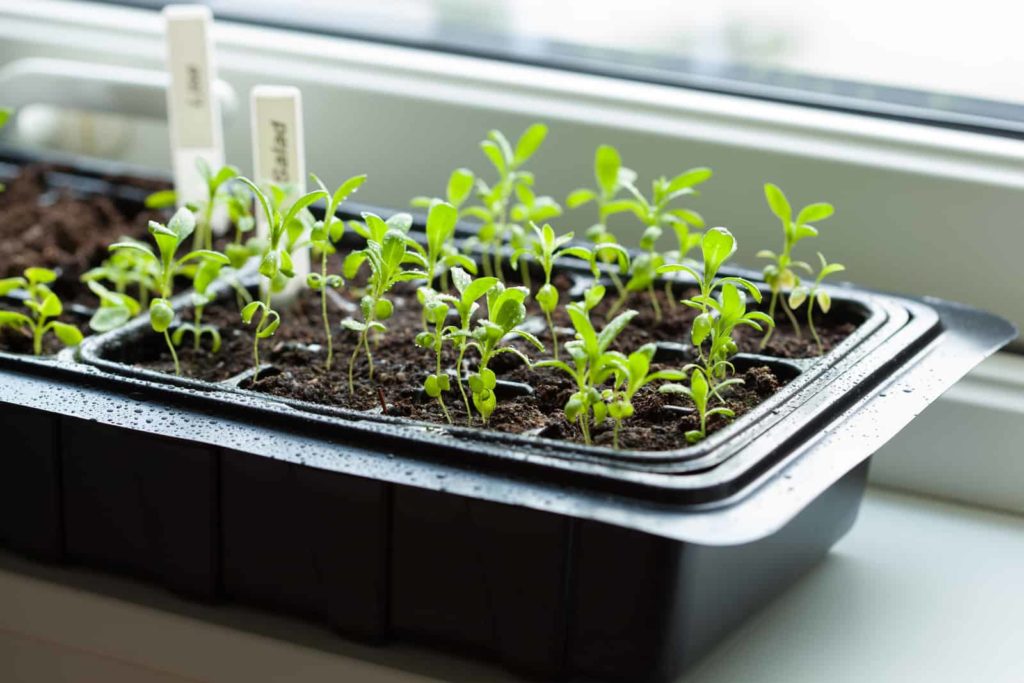 Tomato seedlings