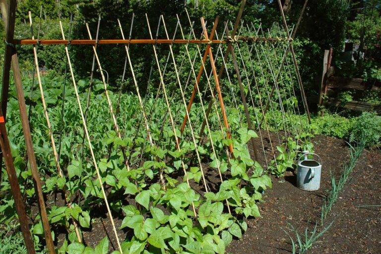 Beans Growing on Strings1