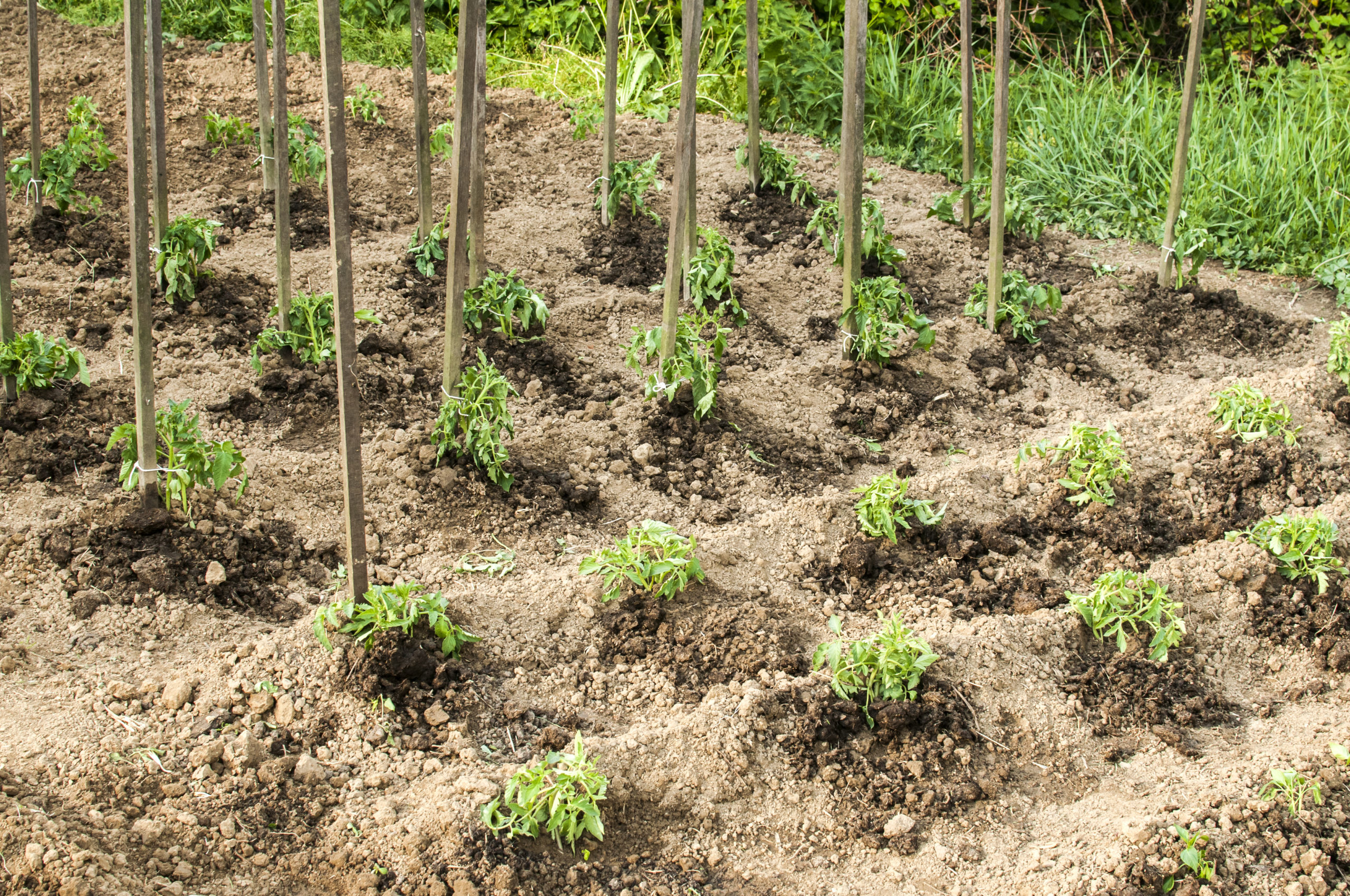 Vegetable garden planting