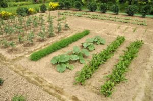 Vegetable Crop Yields, Plants per Person, and Crop Spacing