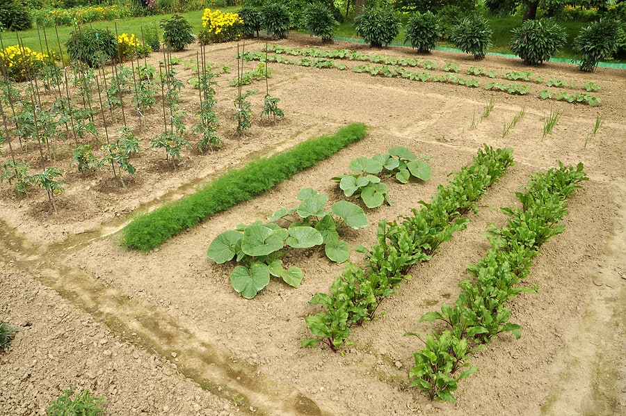 Vegetable Crop Yields Plants Per Person And Crop Spacing