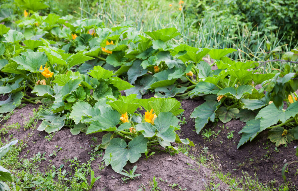 Zucchini on mounds