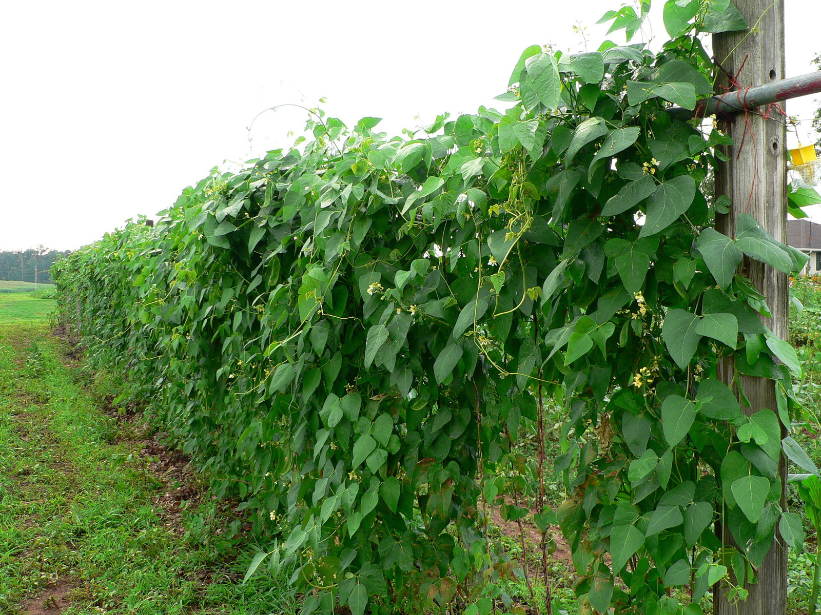 Pole beans on fence