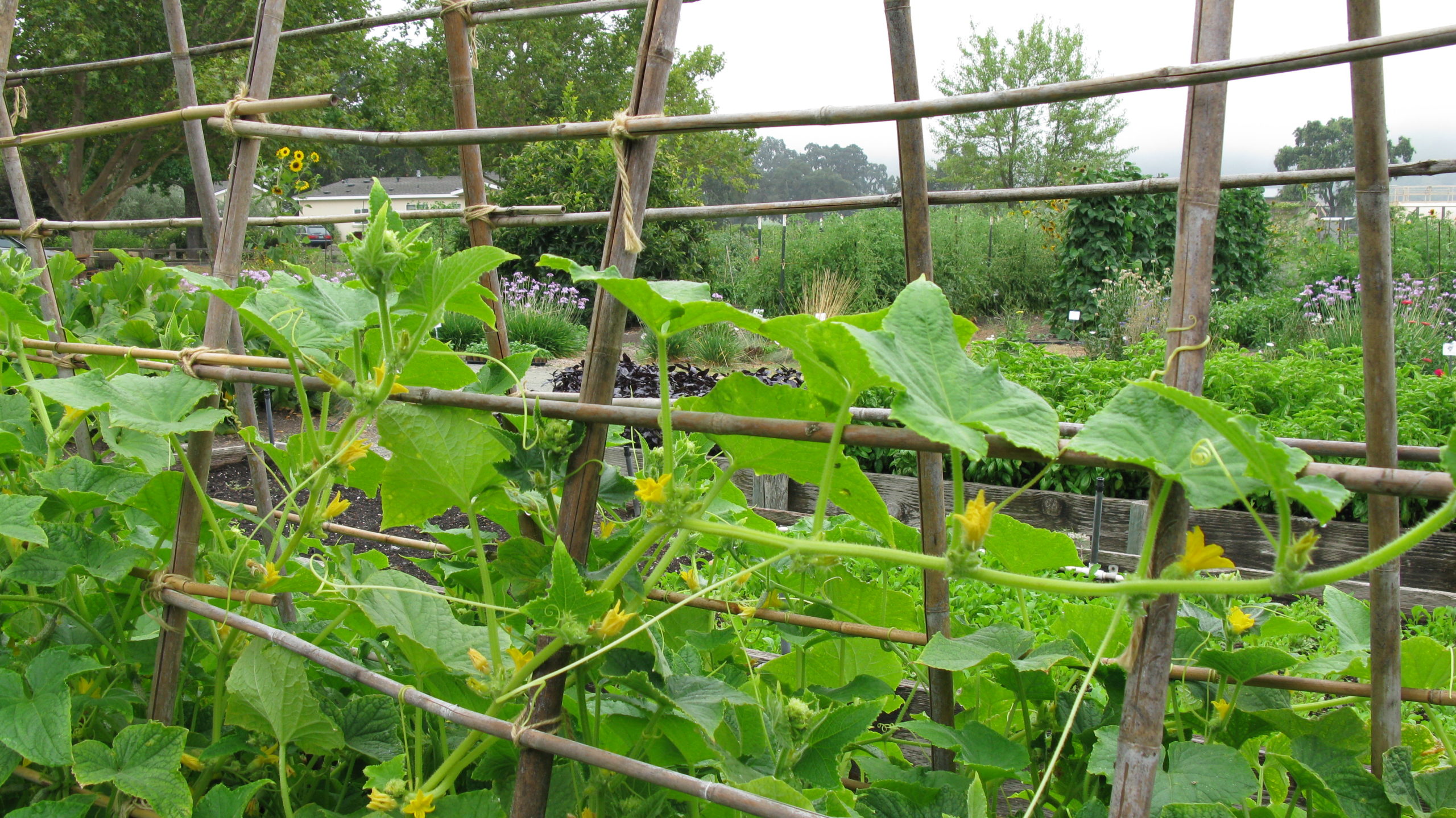 Cucumber seedling