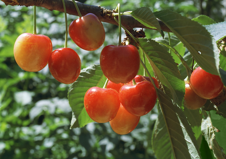 Rainer cherries