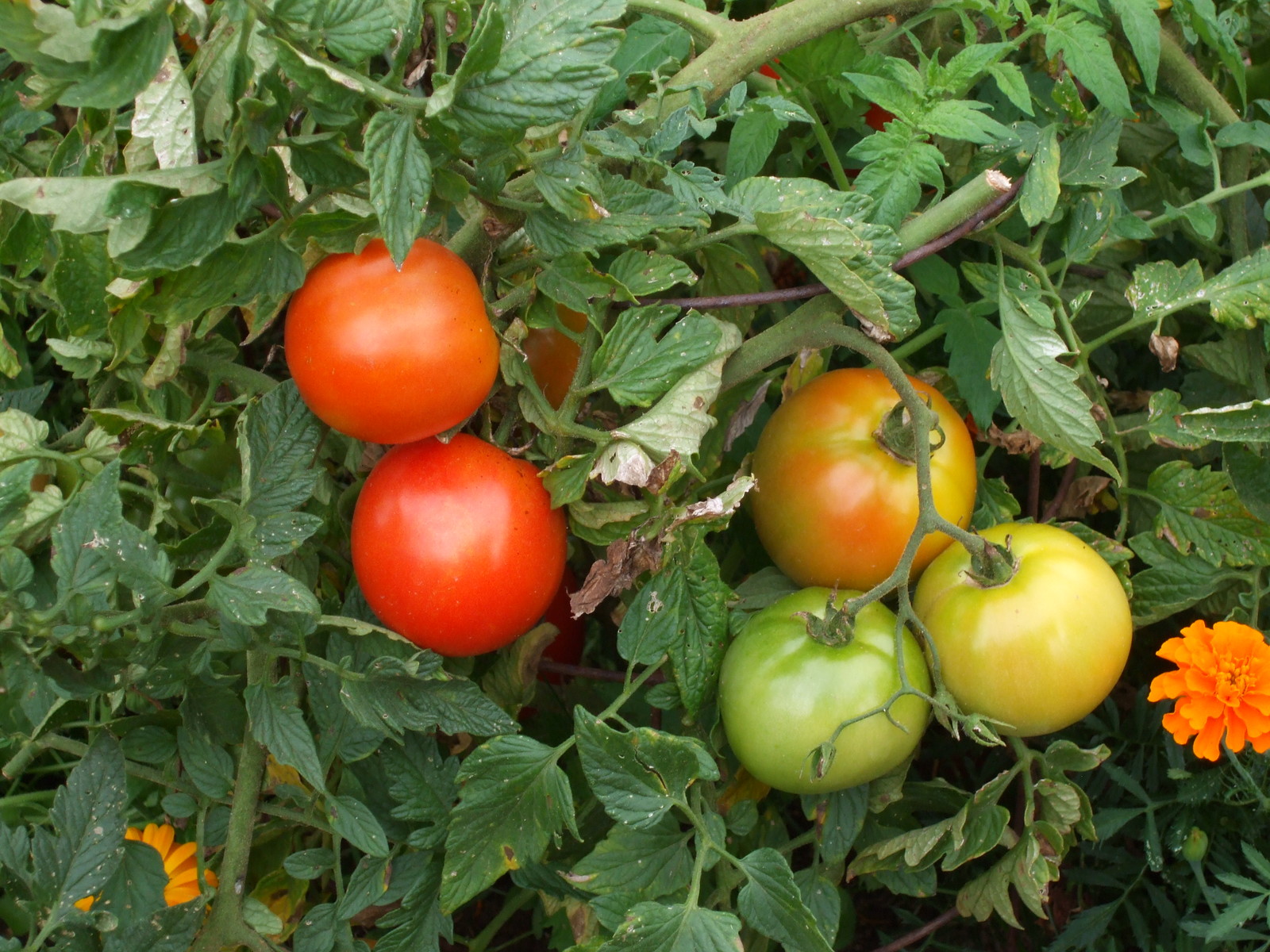 Tomatoes ripening