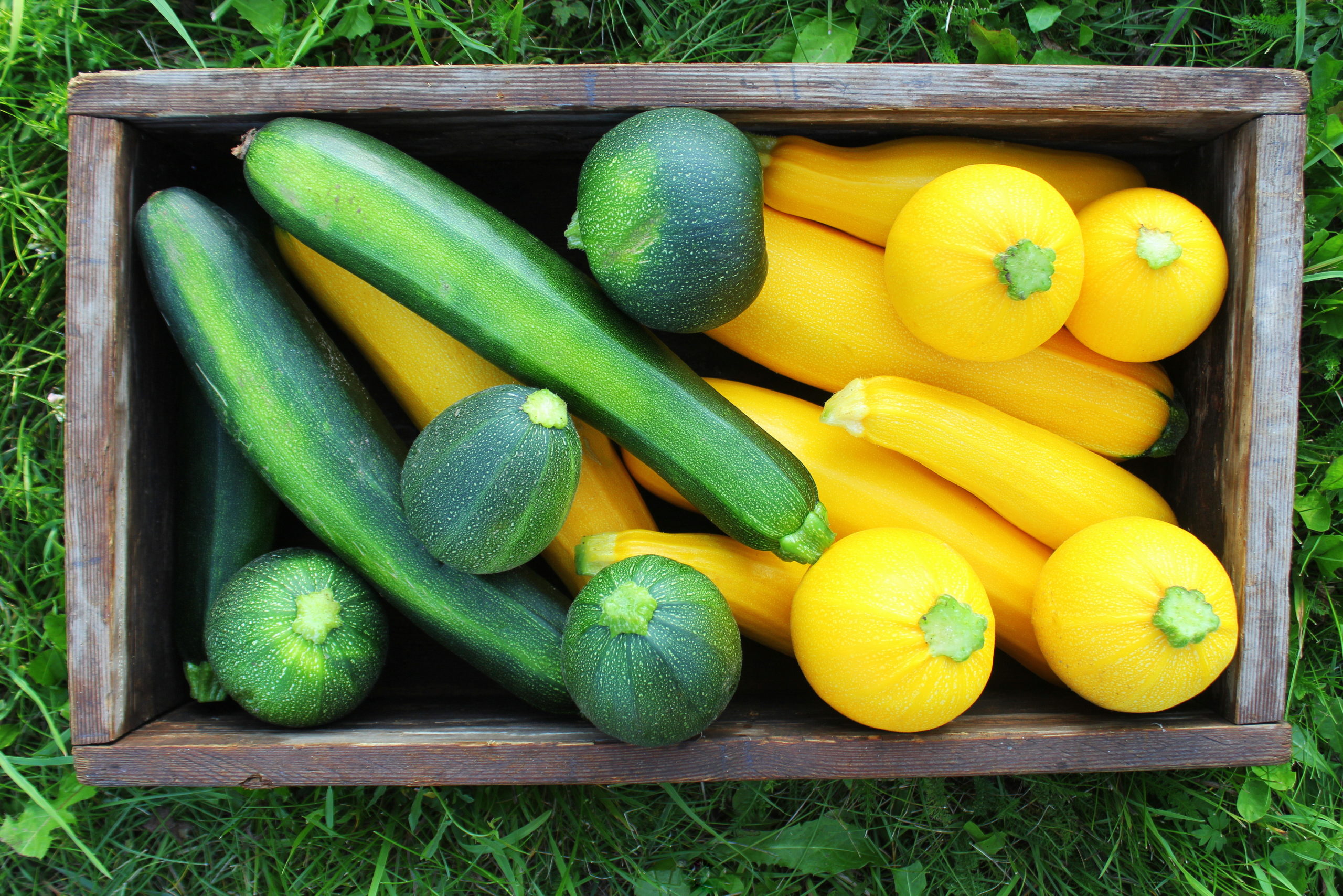 Summer squash and zucchini