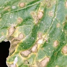 Alternaria Leaf Spot - Harvest to Table