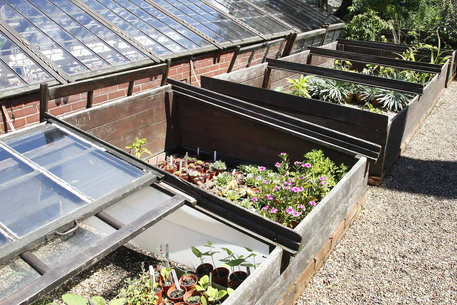South facing cold frames