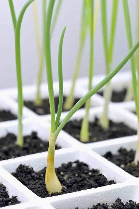 Early Season Onion, Garlic, Shallot Planting Tips