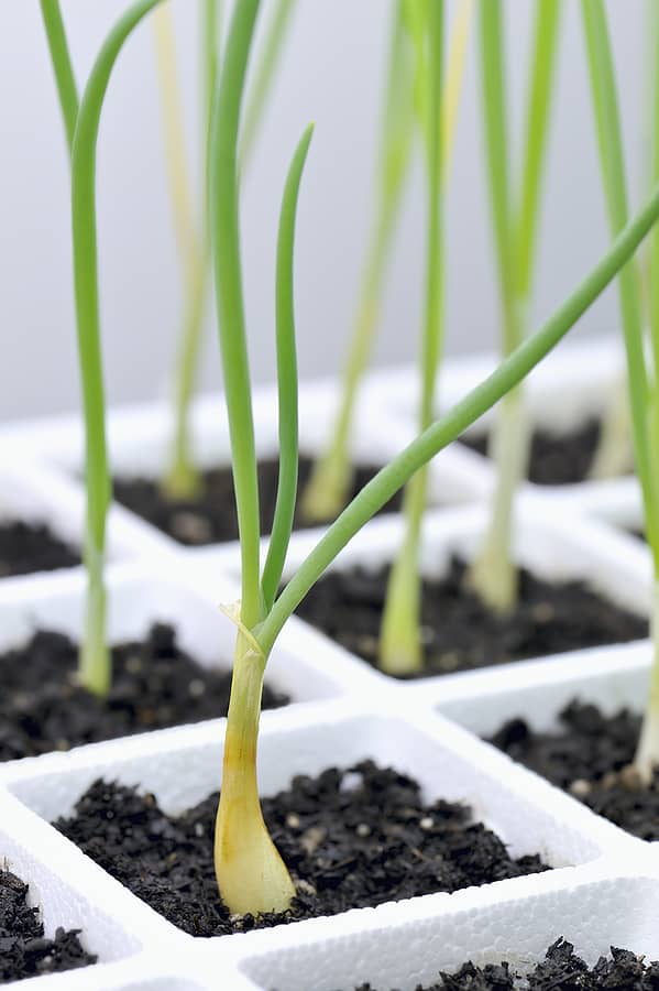 Onion seedlings