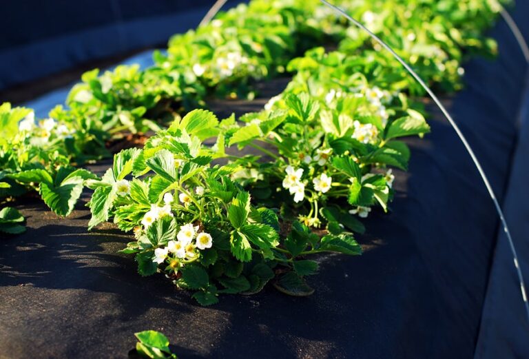 Growing Strawberries in Hot Summer Climates Harvest to Table
