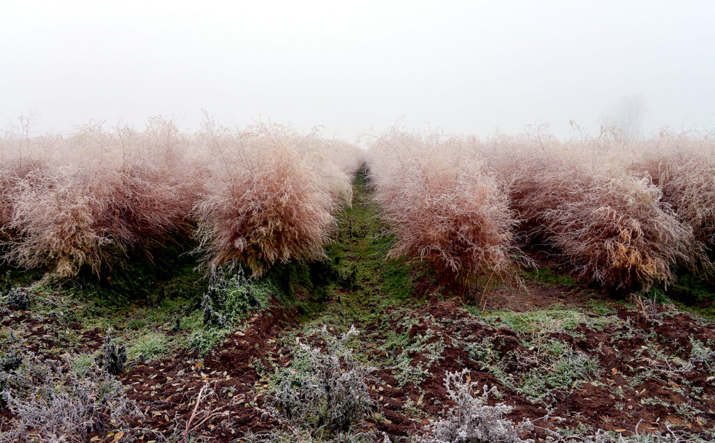 Asparagus in autumn