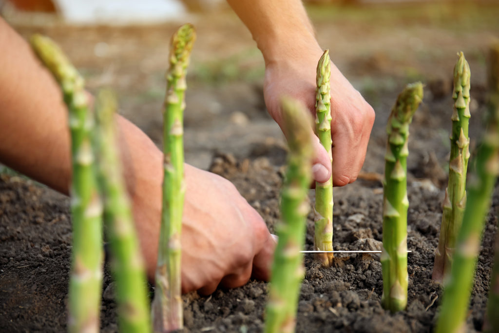 Spring asparagus harvest