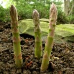 Asparagus spears in spring2