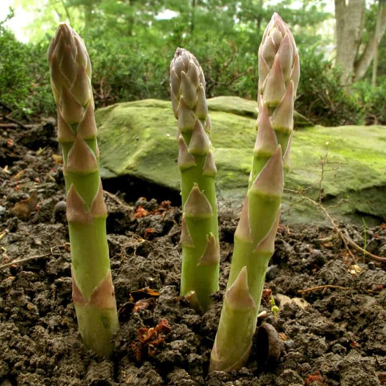 Asparagus Growing Problems And Solutions   Asparagus Spears In Spring2 758x758 