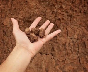 Clay soil