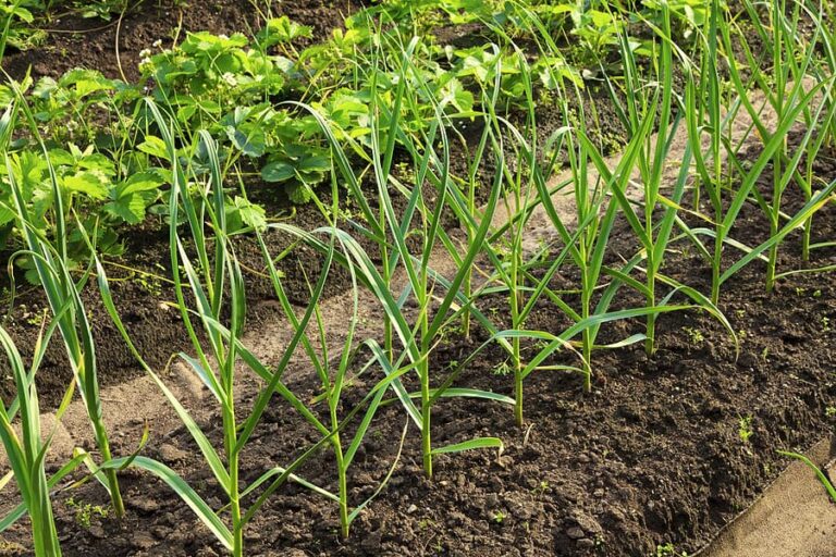 Garden bed wide row1