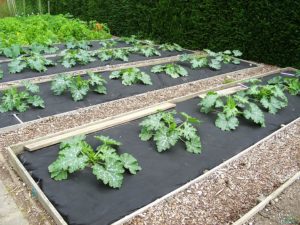 Garden beds squash Garden beds squash