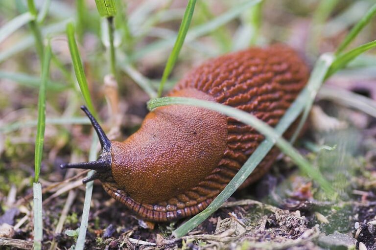 Slug feeding in garden1