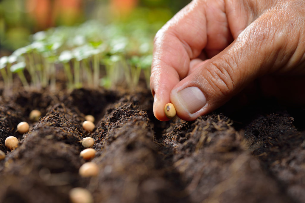 Planting bean seeds