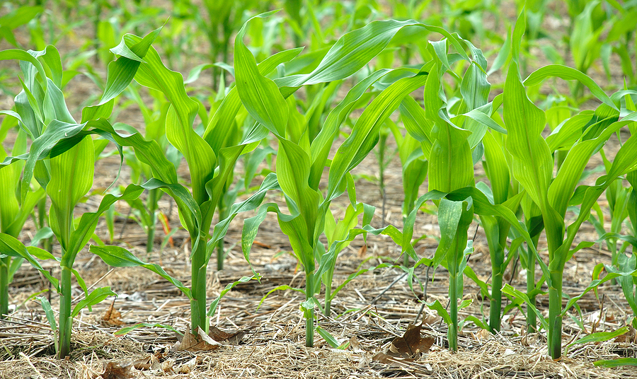 Young corn plants