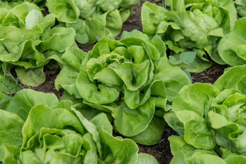 Leafy butterhead lettuce