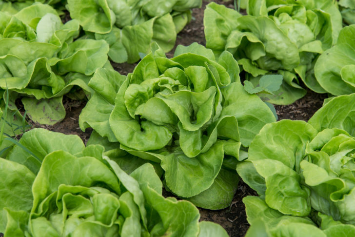 Vegetables and Herbs for Growing in Shade -- Harvest to Table