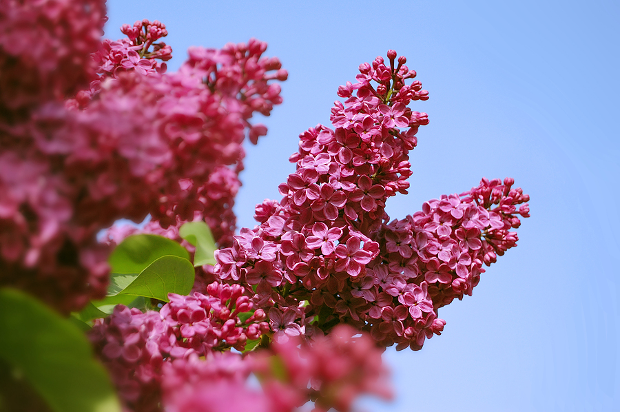 Lilacs blooming