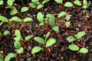 Seedlings Seedlings