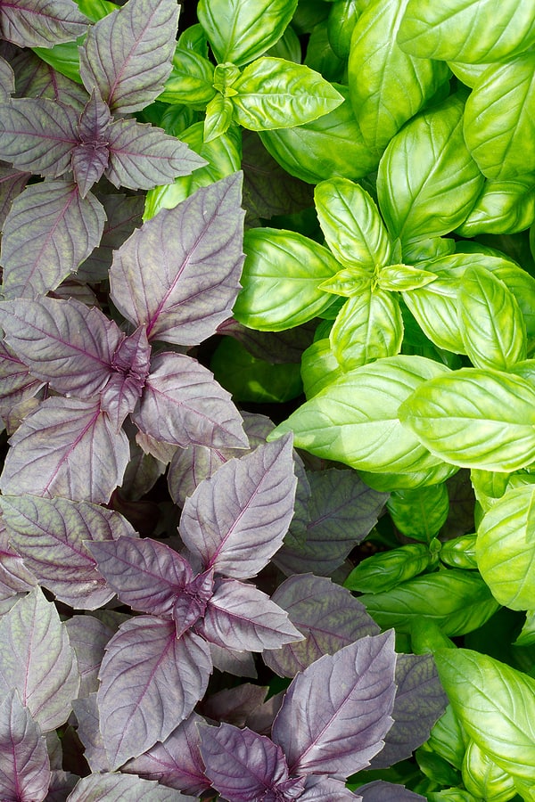 Blank recipe book. Cookbook and green basil leaves on kitchen