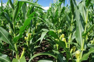 Corn tassels above ears and silks below Corn Crop Corn tassels and siks