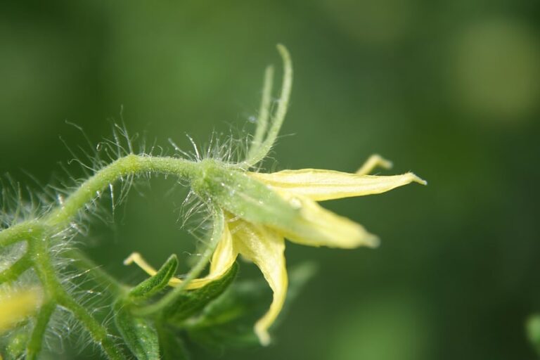 Tomato blossom1
