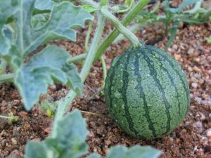 Watermelon developing How to grow Watermelon developing