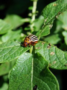 Colorado potato beetle Colorado potato beetle