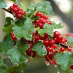 Currant red Red currants