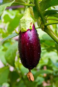 Eggplant young fruit flowered attached Eggplant fruit and flower