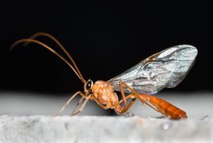 Ichneumon Wasp