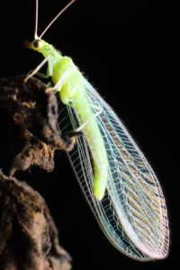 Lacewing adult Green lacewing